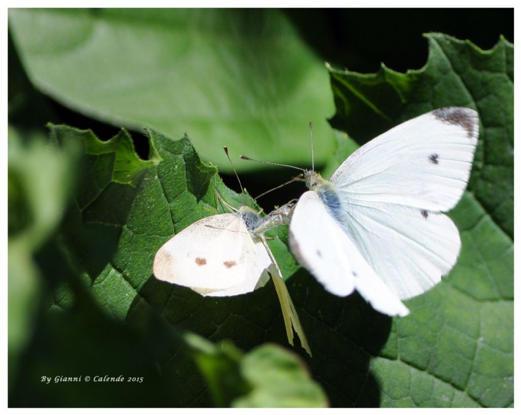 Pieris rapae in accoppiamento